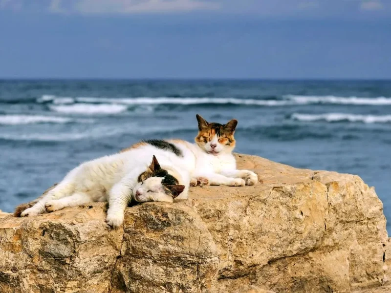 коти на морі