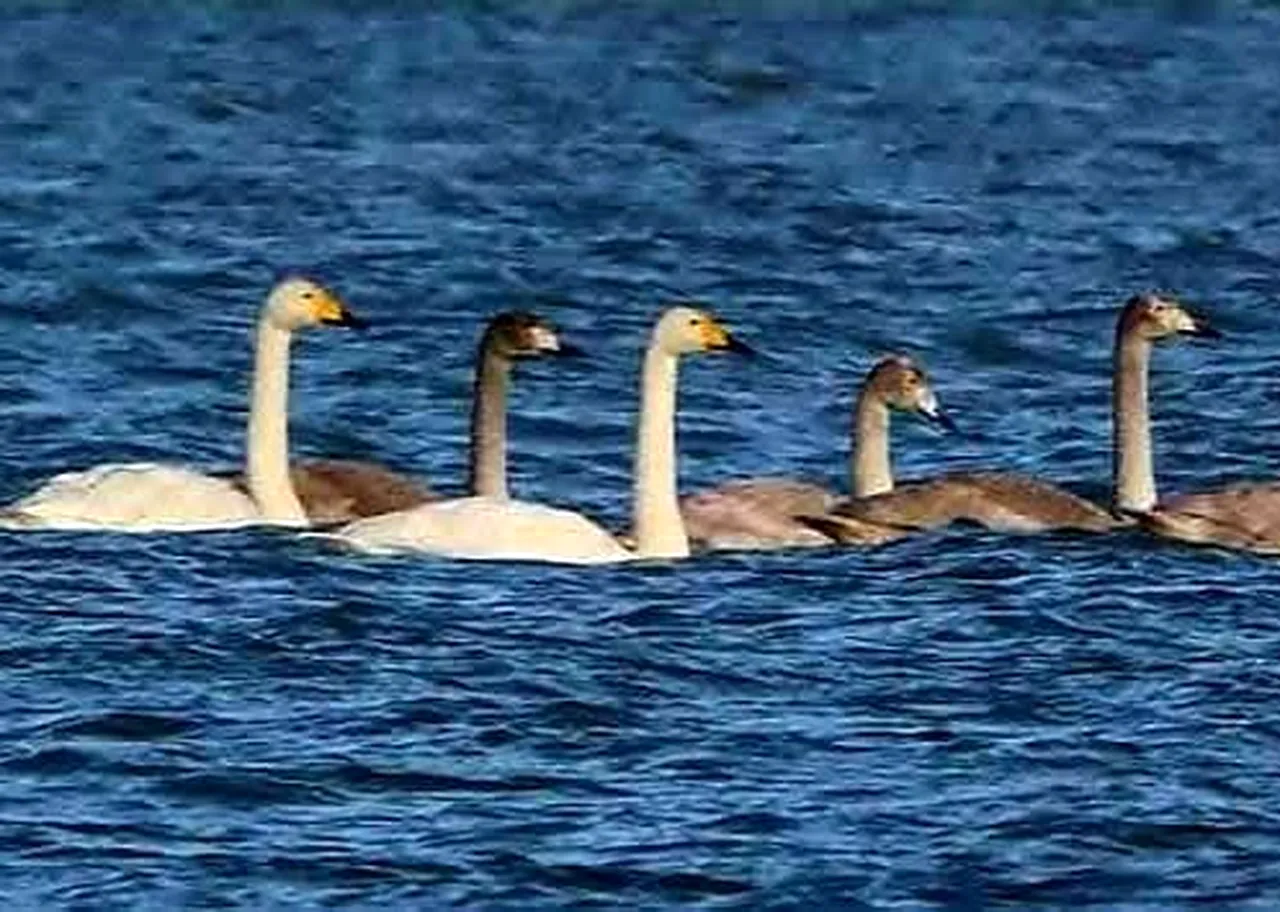 лебеді у воді