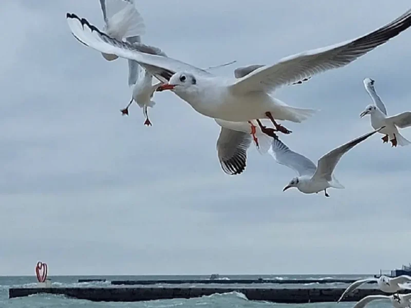 Одесса, море, чайки