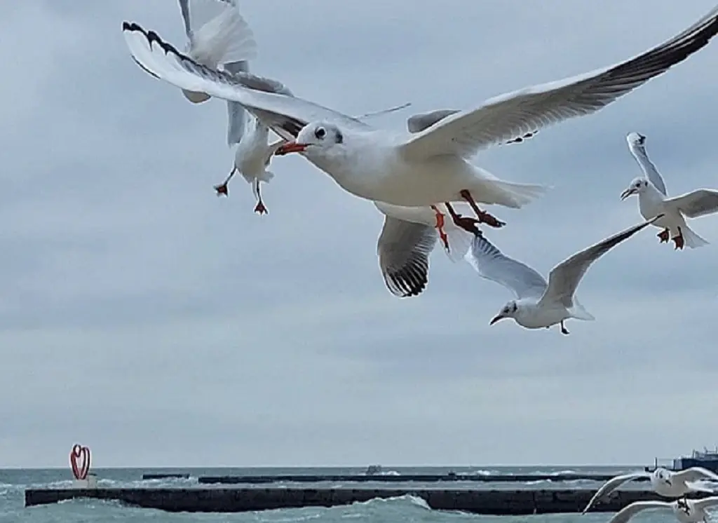 Одесса, море, чайки