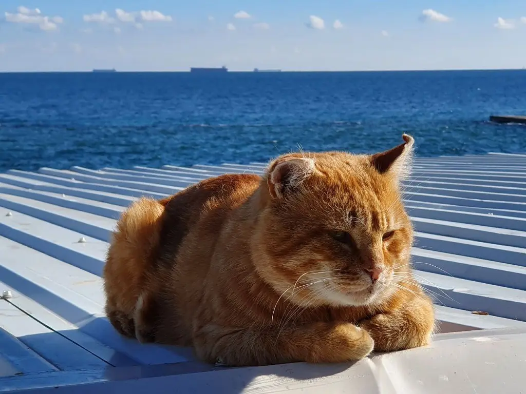 Одесский котик на море