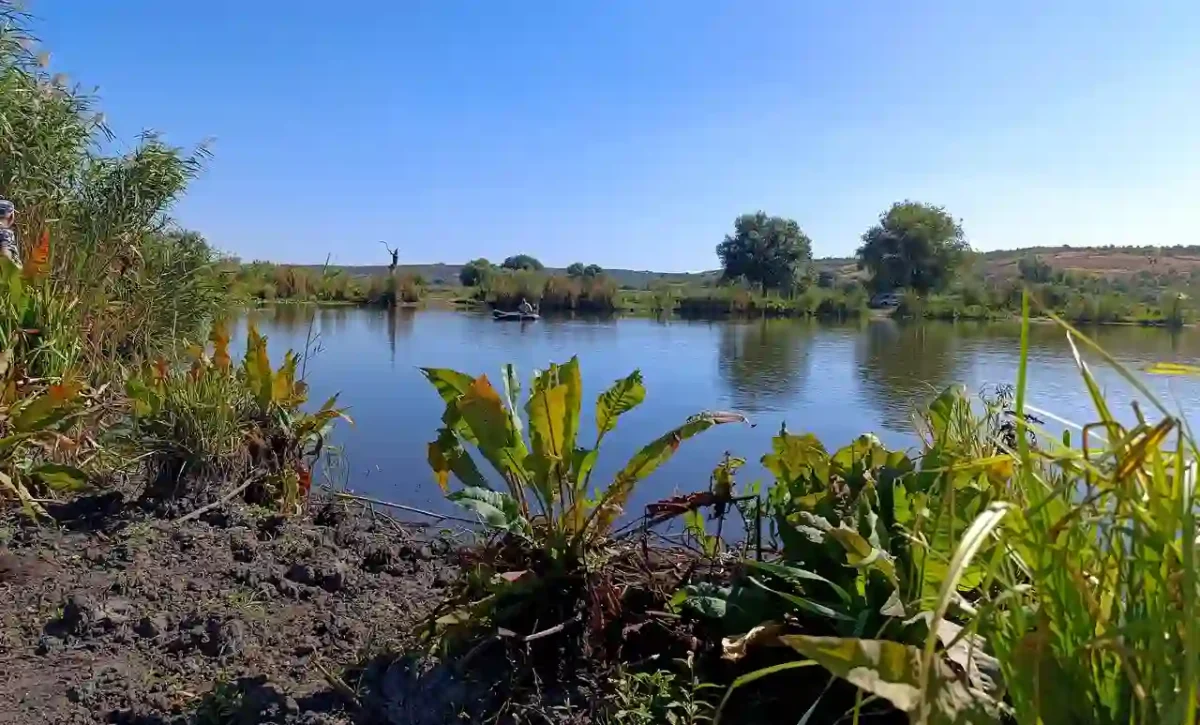 На місці води буйна поросль