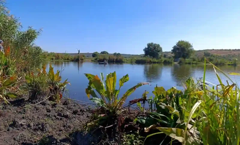 На місці води буйна поросль