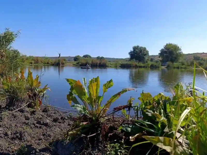 На місці води буйна поросль