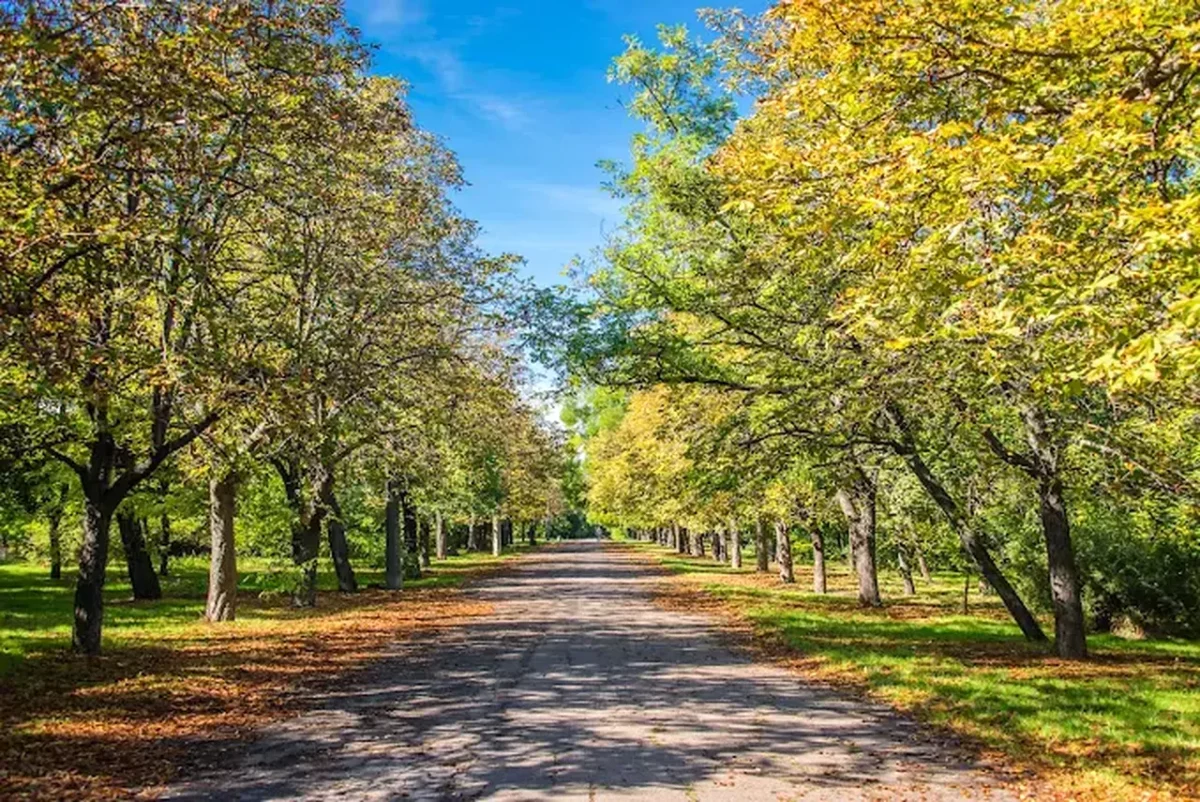 Савицький парк