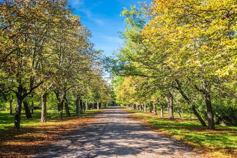 Савицький парк