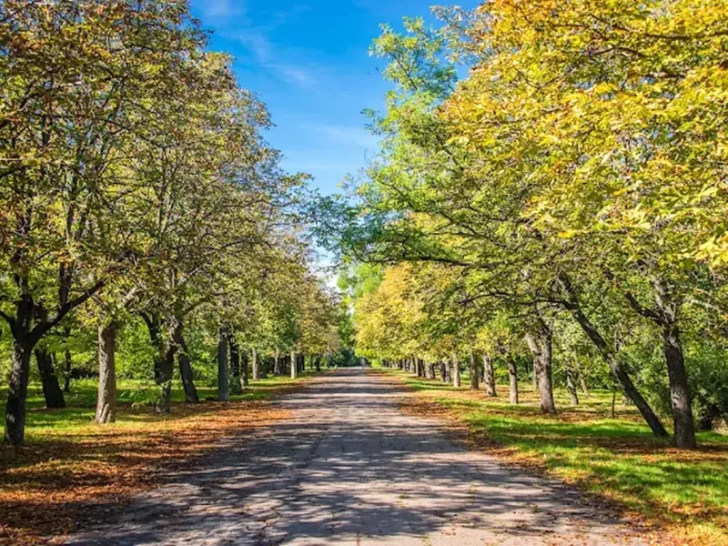 Савицький парк