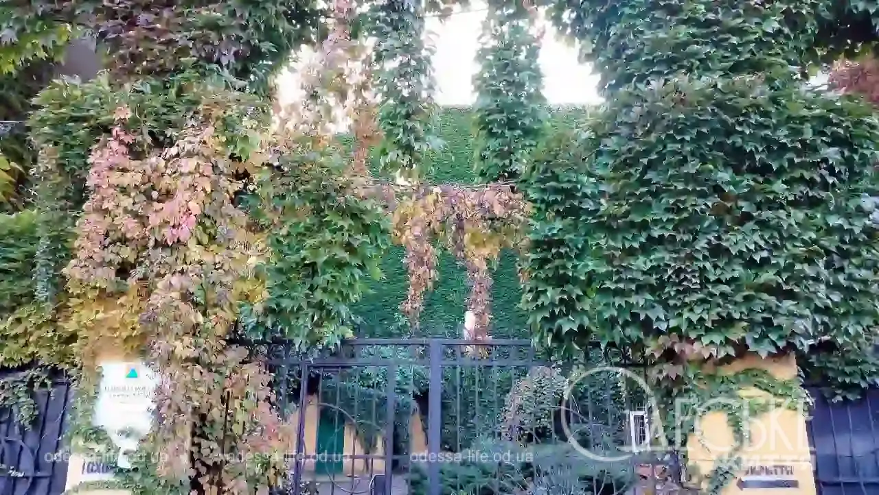 Плющ на будинку в Одесі