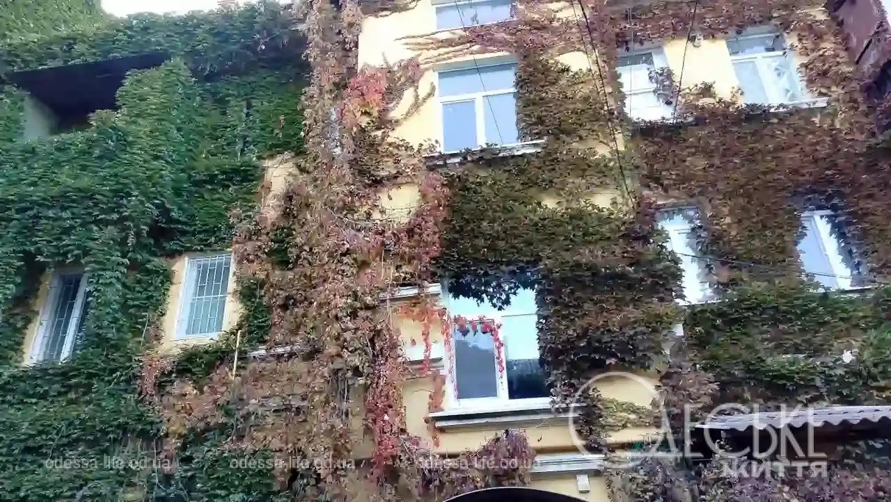 Плющ на будинку в Одесі