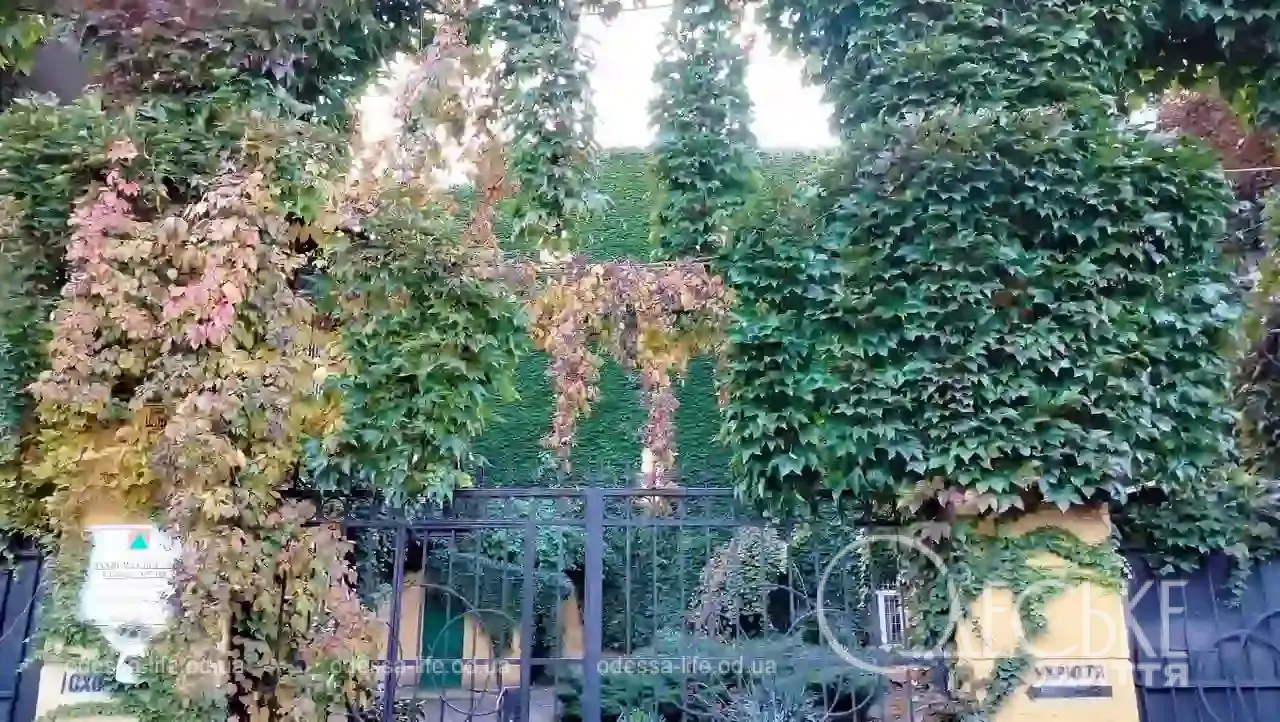 Плющ на будинку в Одесі