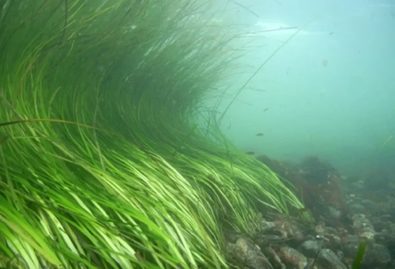 Морская трава камка