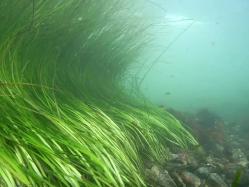 Морская трава камка