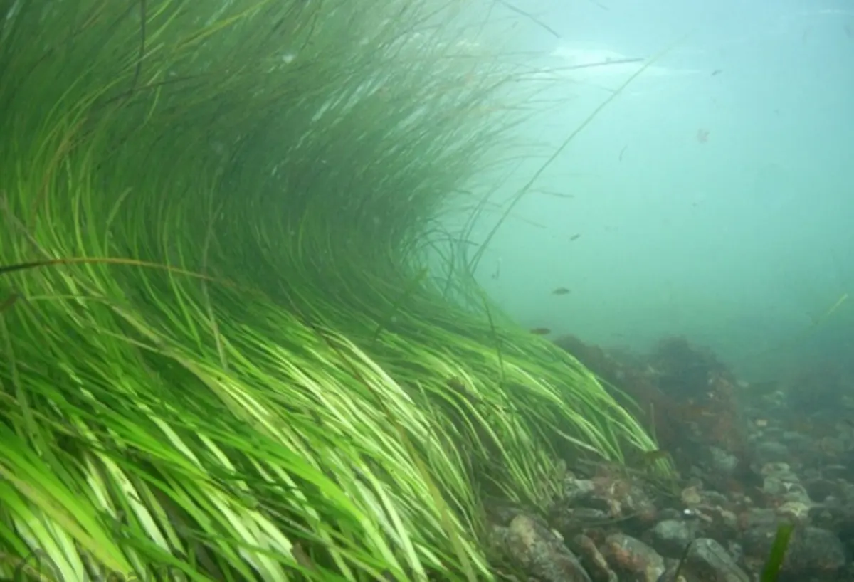 Морская трава камка