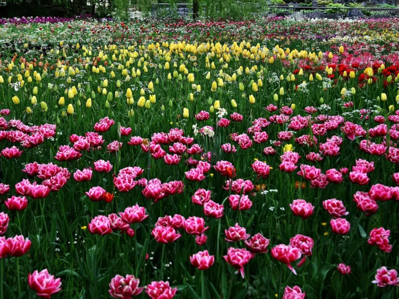 тюльпани