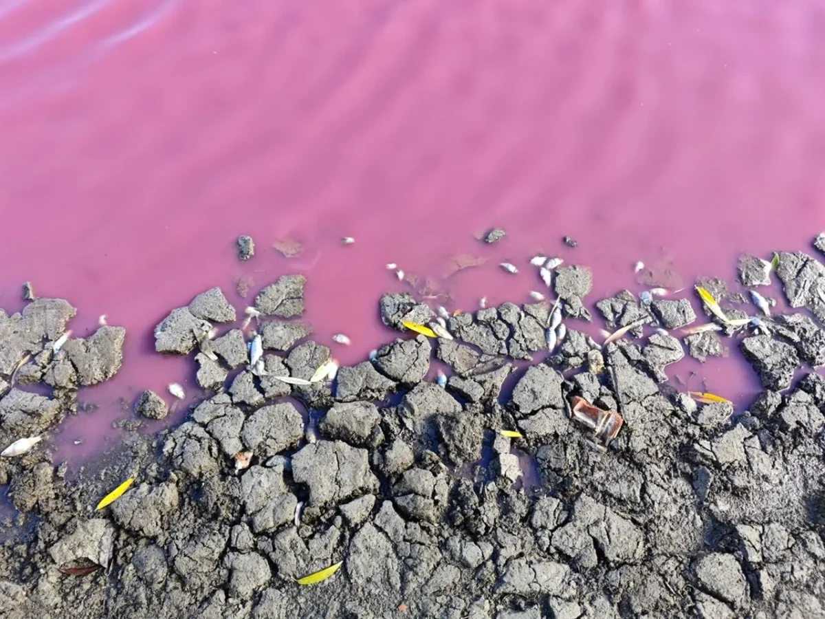 вода у водоймі