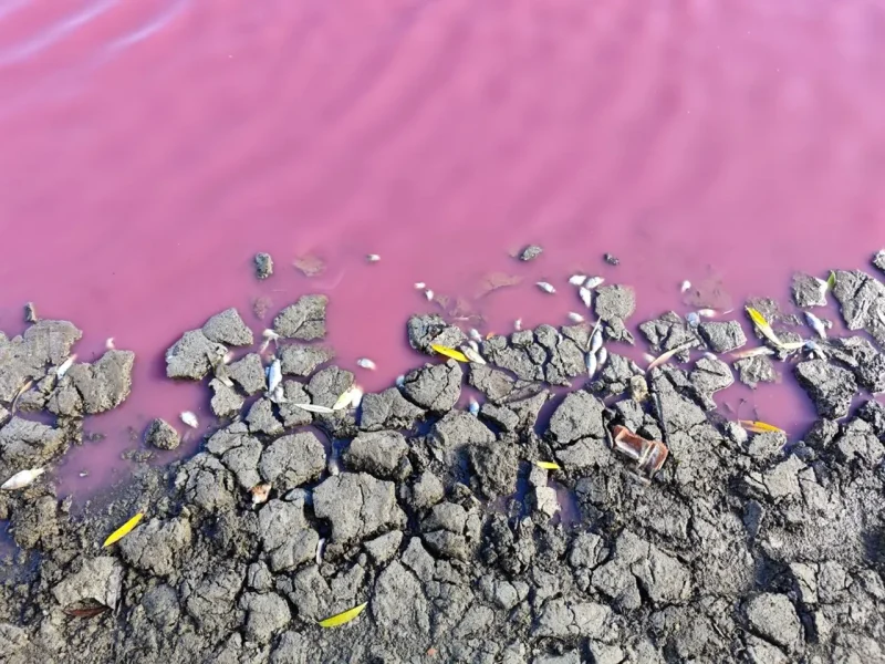 вода у водоймі