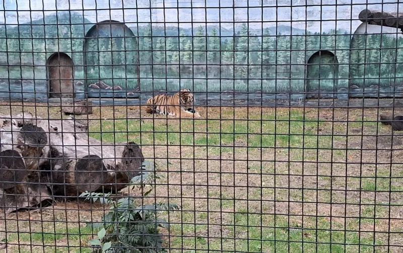 Одеський зоопарк після потопу