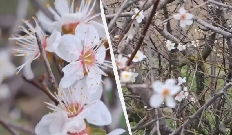 Осеннее чудо в «Тузловских лиманах»: в ноябре зацвела дикая алыча