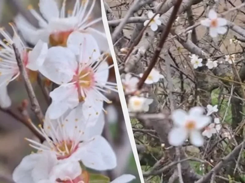 Осеннее чудо в «Тузловских лиманах»: в ноябре зацвела дикая алыча