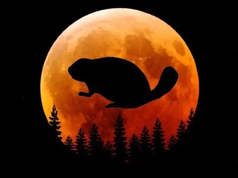 Бобровая Луна