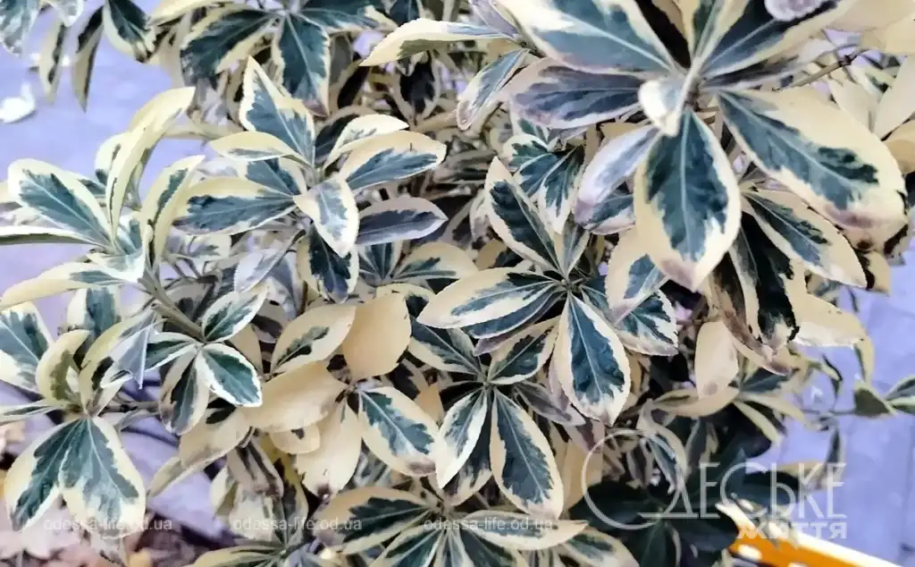 Горсад, растения