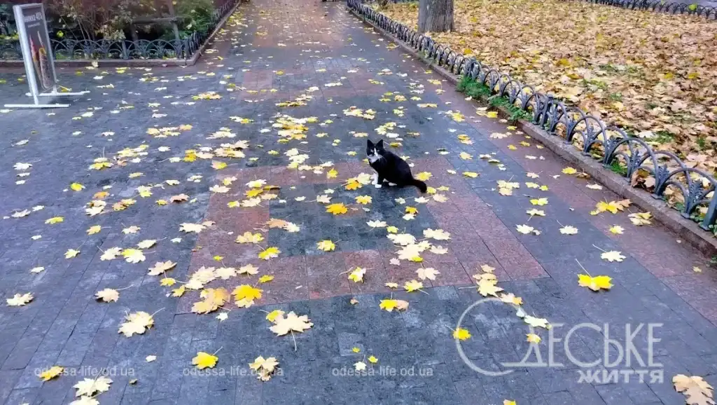 Одесский котик в Горсаду