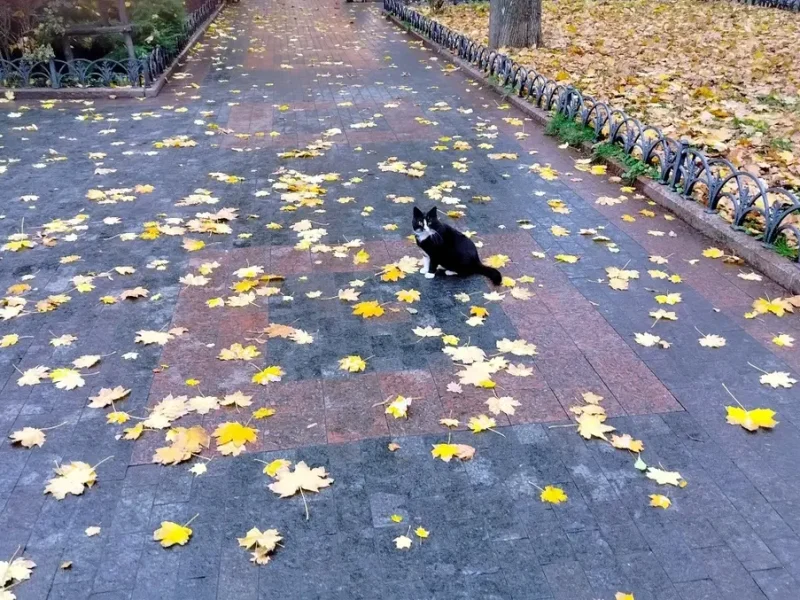 Одесский котик в Горсаду