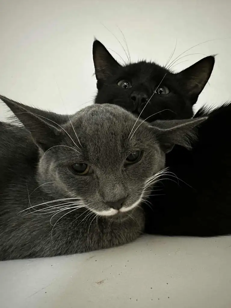 Котики-братики приїхали на стерилізацію