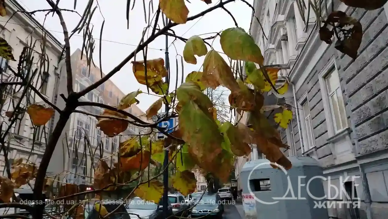 Листопад в Одесі