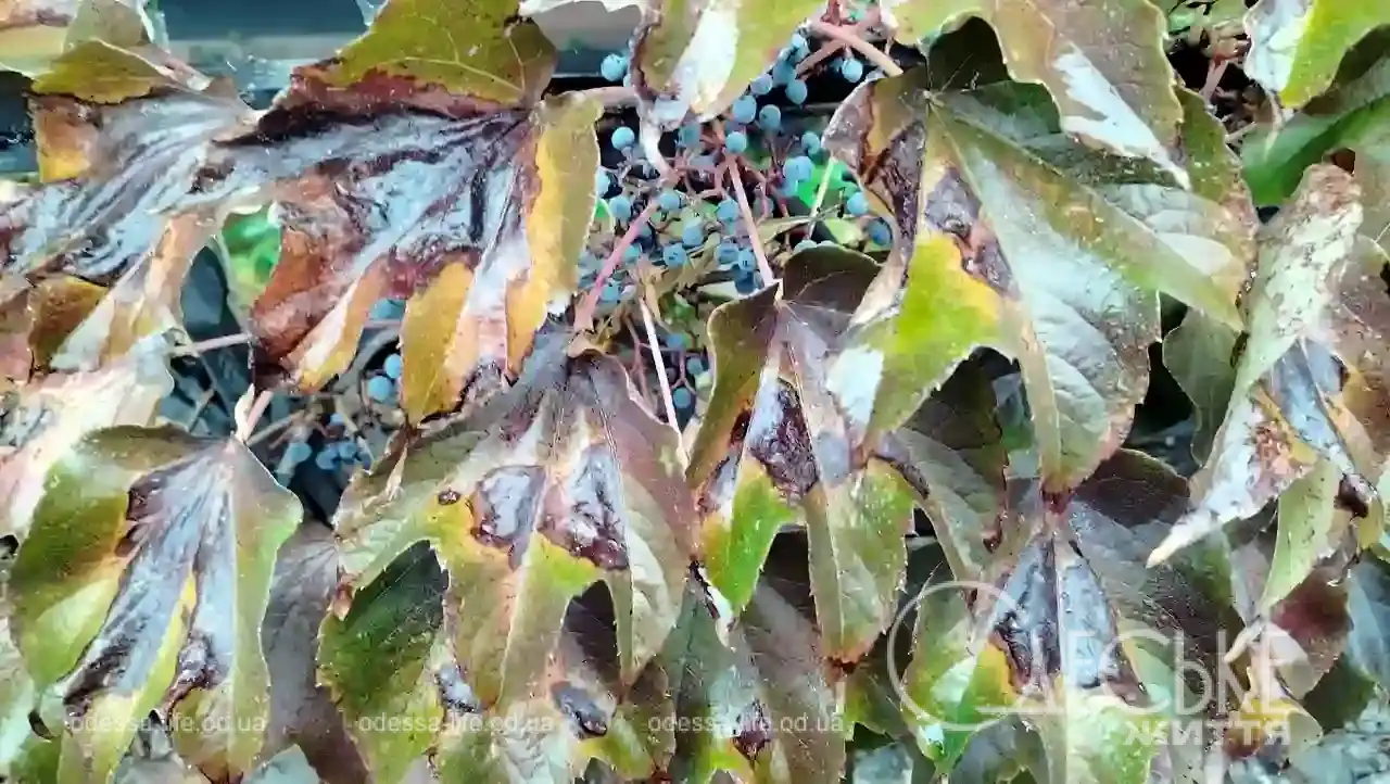 Листопад в Одесі