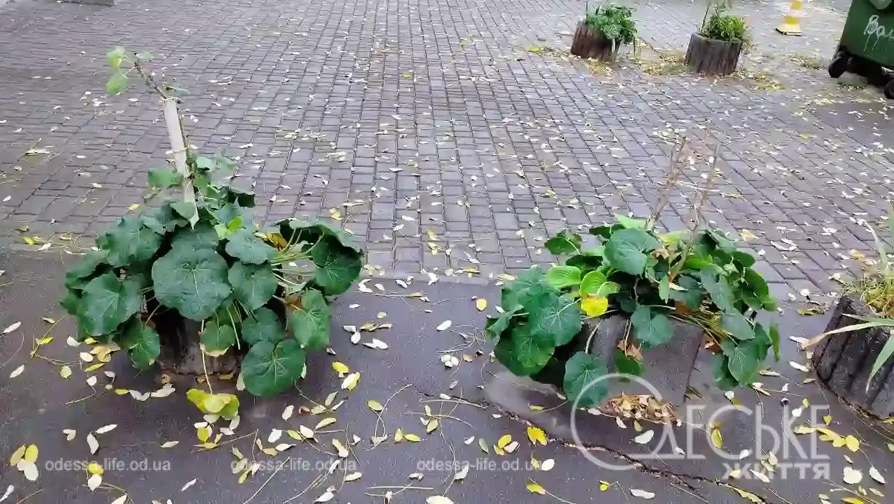 Листопад в Одесі