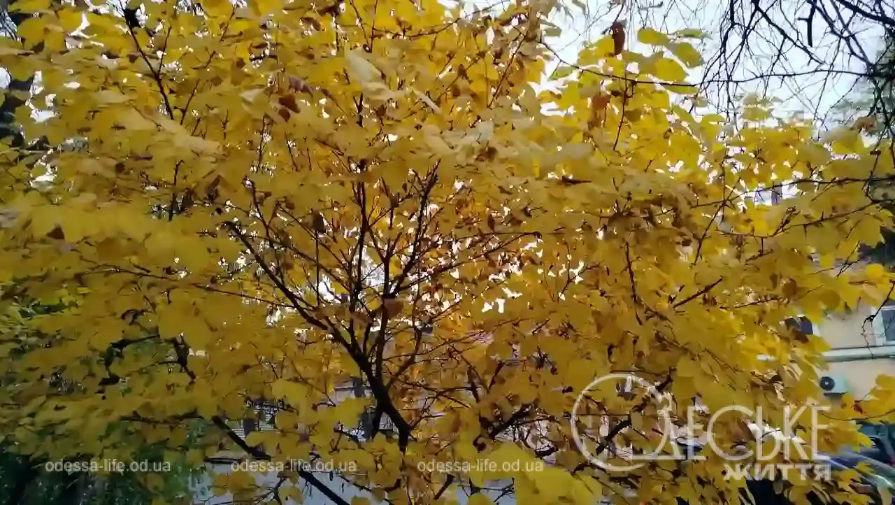 Листопад в Одесі