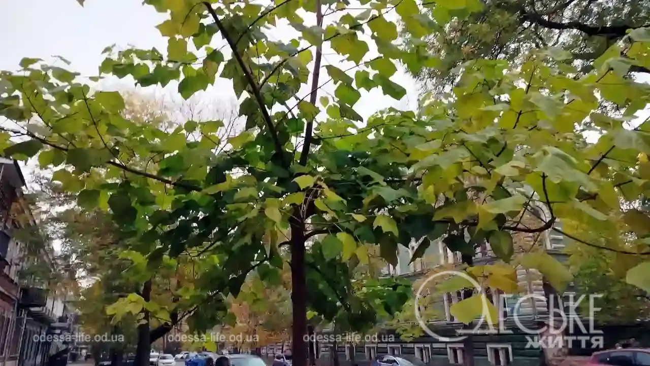 Листопад в Одесі