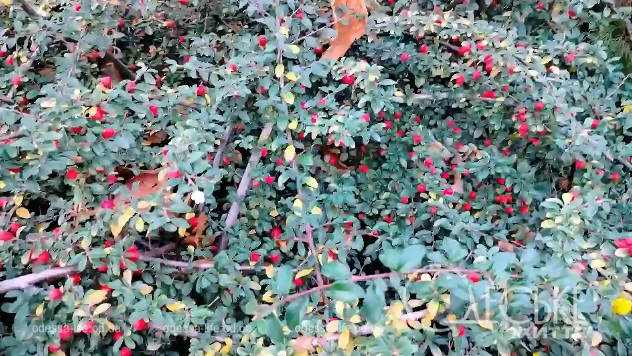 Листопад на Приморському бульварі