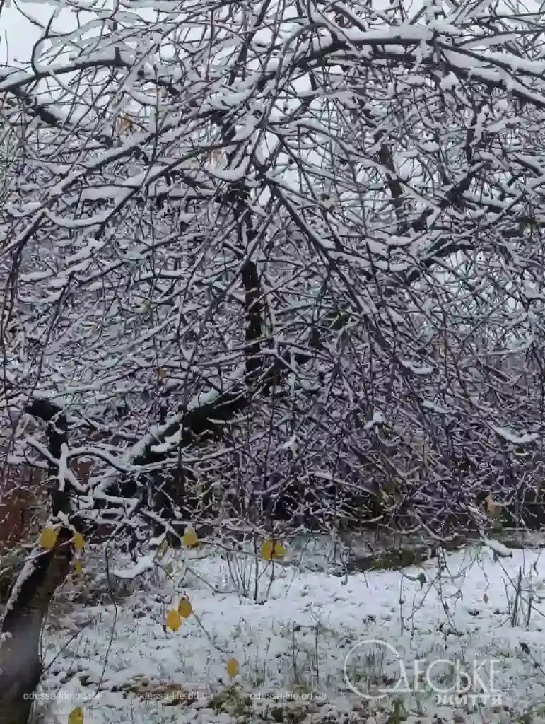 Перший сніг у Любашівці та Балті