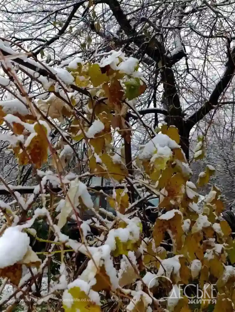 Перший сніг у Любашівці та Балті