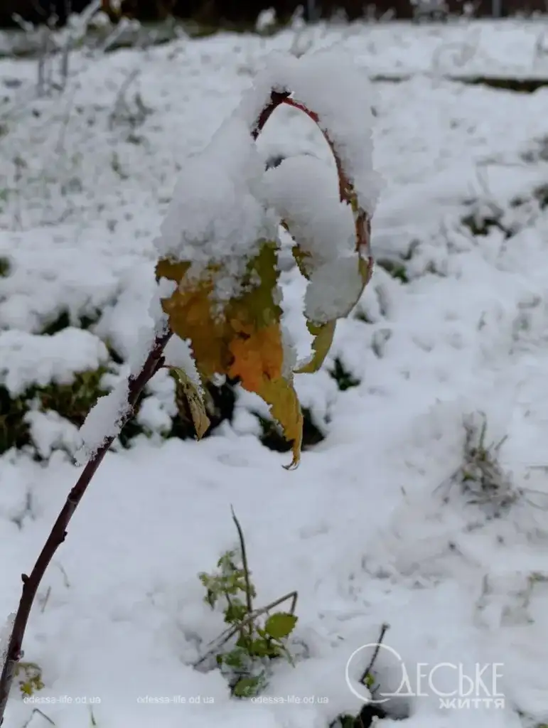 Перший сніг у Любашівці та Балті
