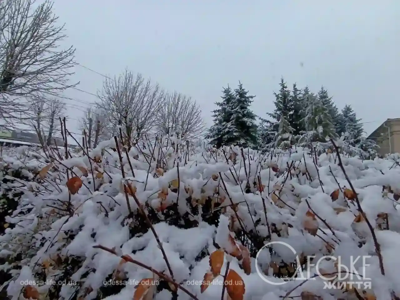 Перший сніг у Любашівці та Балті