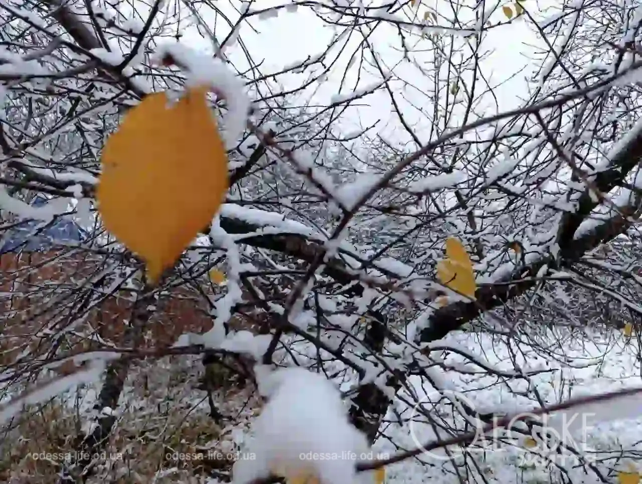 Перший сніг у Любашівці та Балті