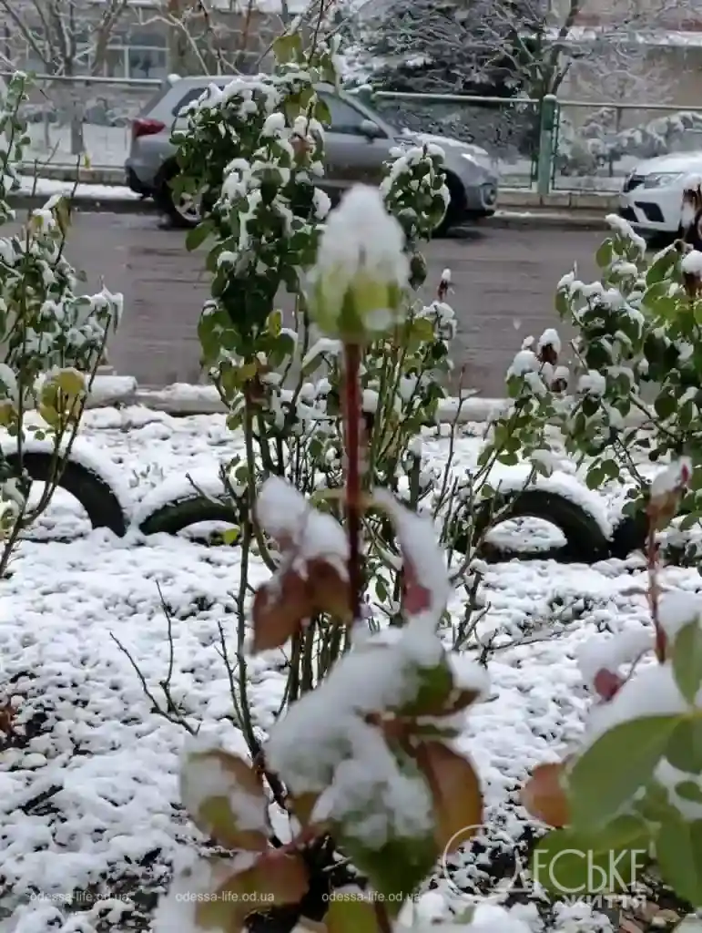 Перший сніг у Любашівці та Балті