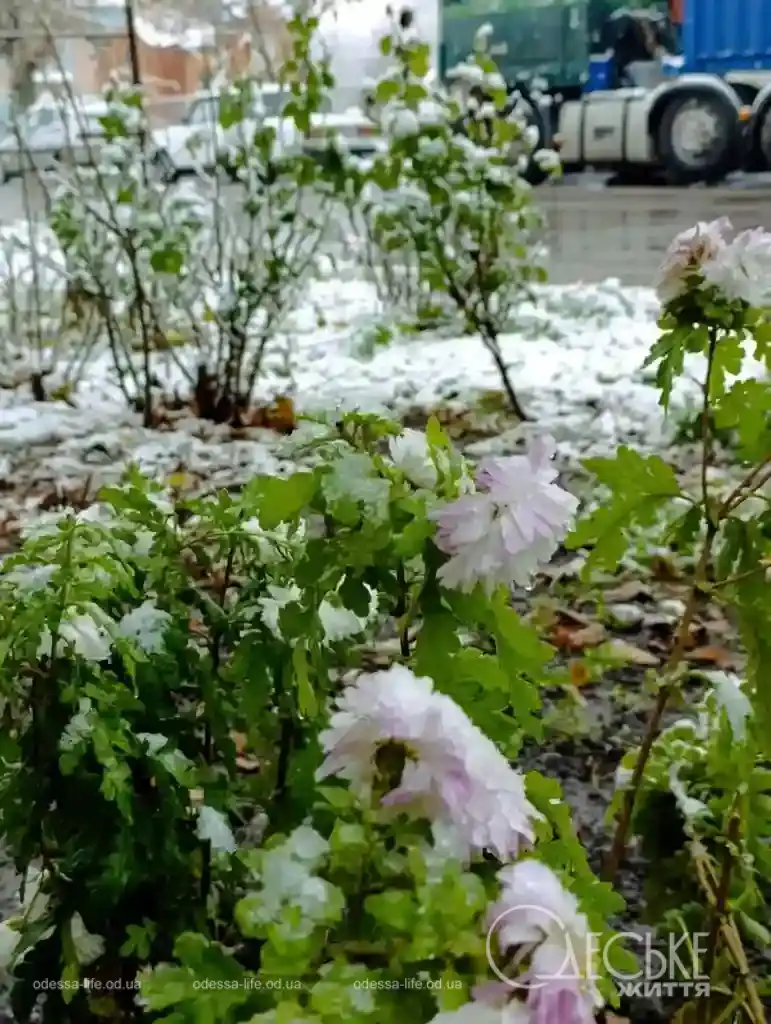 Перший сніг у Любашівці та Балті