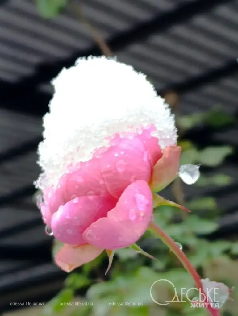 Перший сніг у Любашівці та Балті