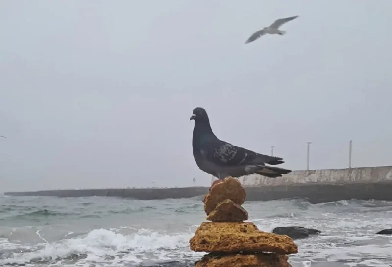 На одесском пляже в ноябре