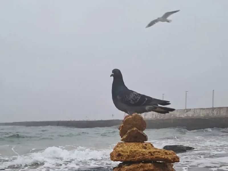 На одесском пляже в ноябре