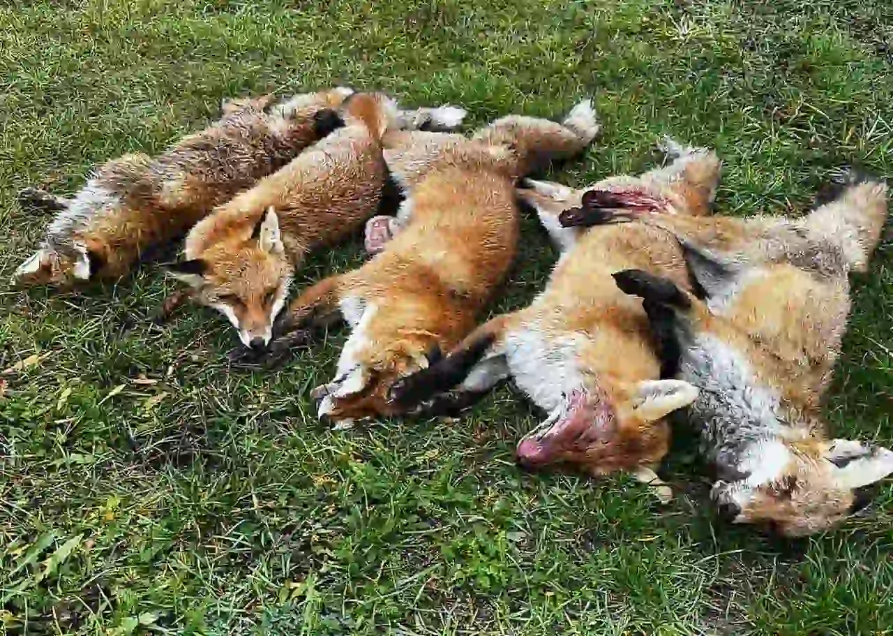 Перші трофеї любашівських мисливців