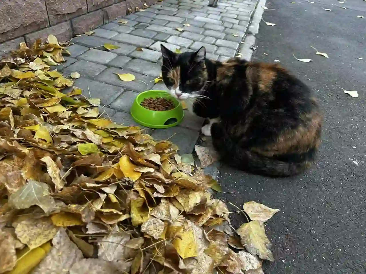 Про безхатню кицю потурбувались