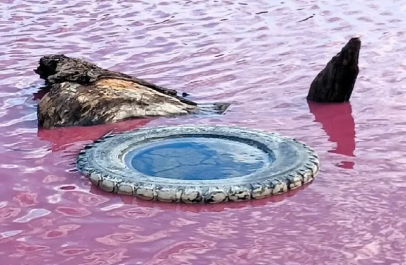 В розовом пруду на Одесщине нашли ядовитые водоросли и превышение загрязняющих веществ