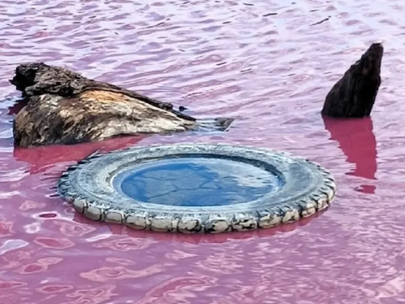 В розовом пруду на Одесщине нашли ядовитые водоросли и превышение загрязняющих веществ