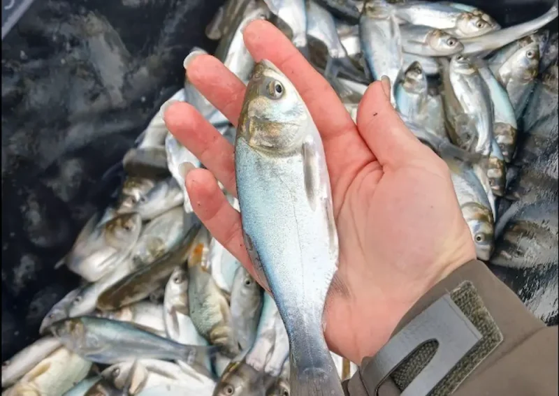 зарыбление