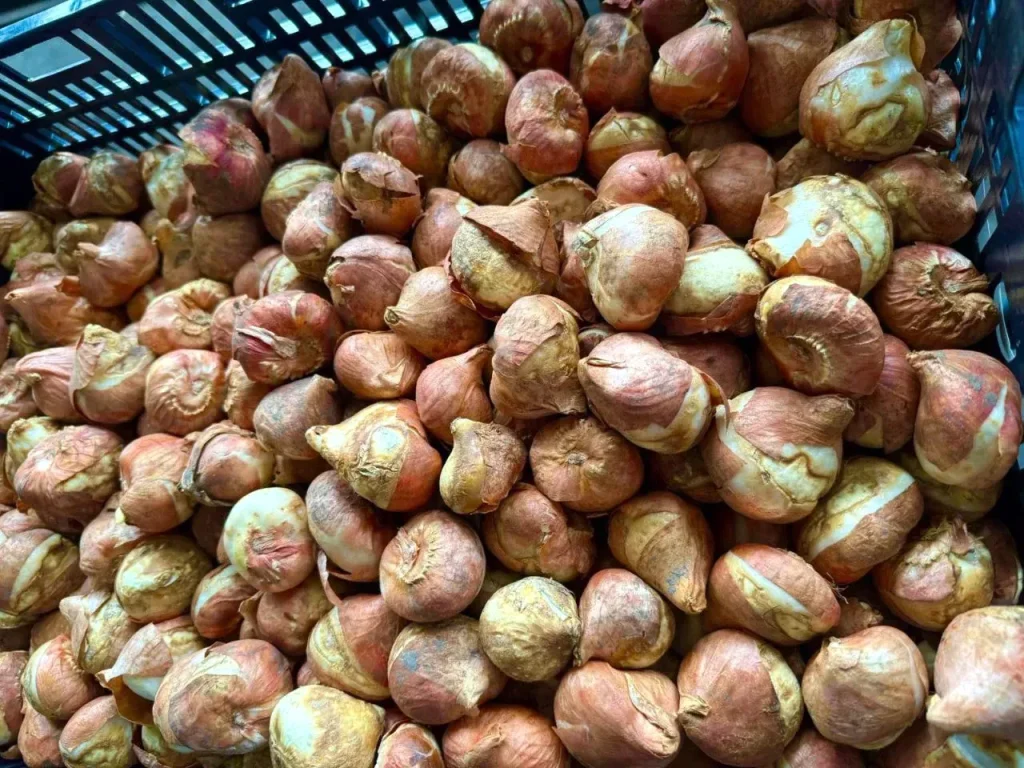 садженці тюльпанів